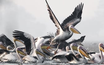 В Литве начали расследование в отношении беларуса из‑за его слов в интервью о литовцах