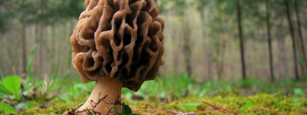 В Беларуси появились первые грибы — Минздрав напоминает, почему не следует собирать и есть сморчки