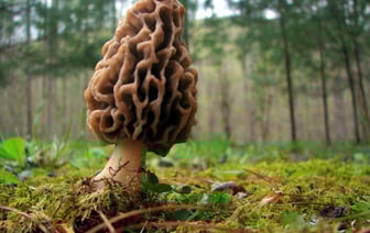В Беларуси появились первые грибы — Минздрав напоминает, почему не следует собирать и есть сморчки