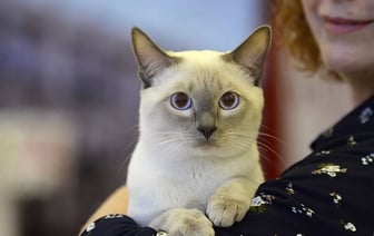 Усатые чемпионы. В Гомель за титулами приедут кошки редких пород