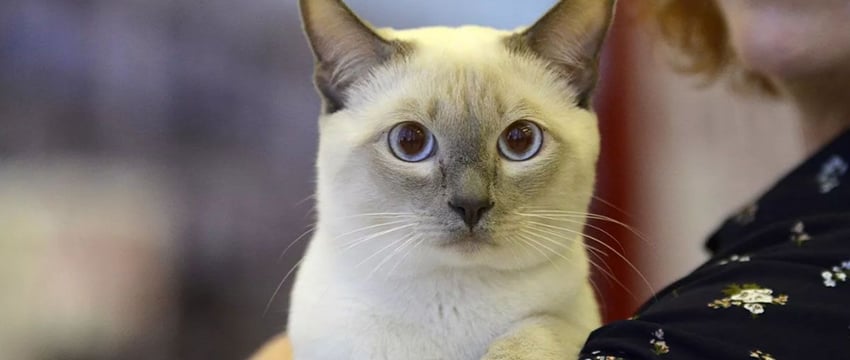 Усатые чемпионы. В Гомель за титулами приедут кошки редких пород