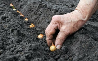 Когда белорусам сажать лук в марте 2024 года? Не пропустите самые подходящие дни — Полезно