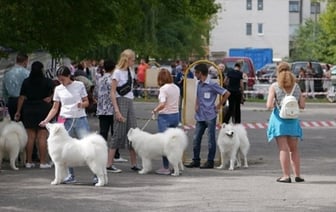 Что нужно знать владельцам собак