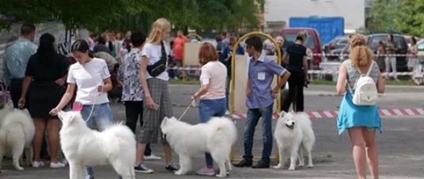 Что нужно знать владельцам собак