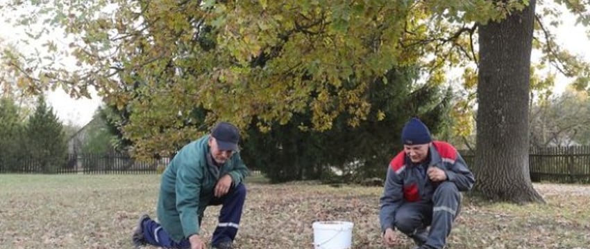 Лесхозы Брестской области заготовили около 9,6 тонны желудей. Для чего?