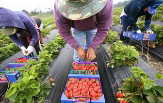 Белорусским предпринимателям предложили кредиты под 8%. Но есть нюанс