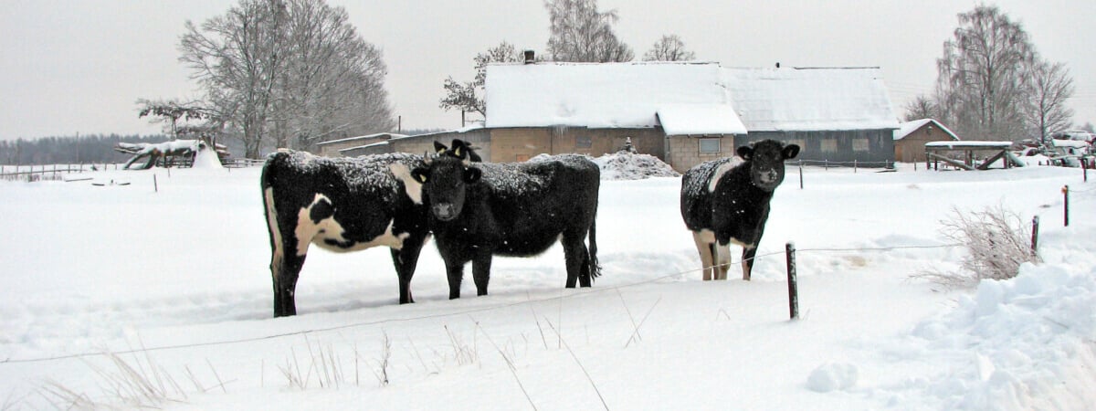 Суд обязал белоруску продать 4 своих коровы колхозу под Гомелем. Как так?