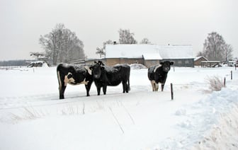 Суд обязал белоруску продать 4 своих коровы колхозу под Гомелем. Как так?