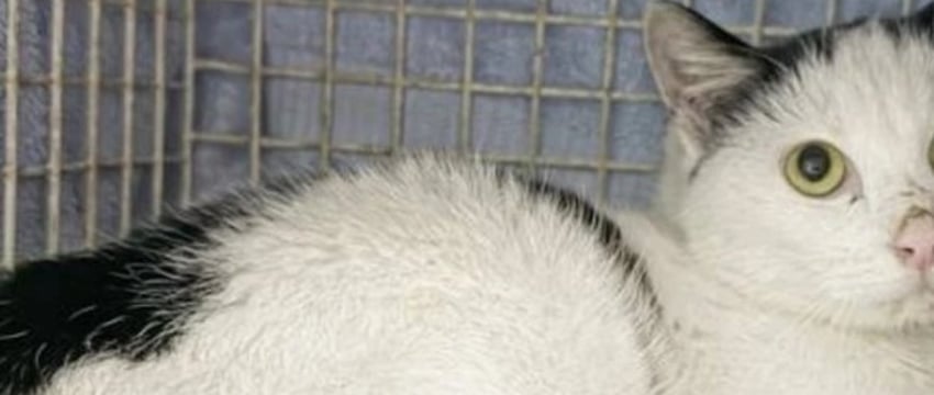 Кот случайно переплыл Атлантический океан и оказался на Карибах