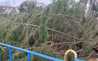 Падали деревья, слетали крыши: МЧС устраняет последствия непогоды в Беларуси