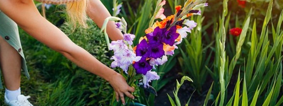 Когда белорусам сажать гладиолусы? Вот какая должна быть глубина, чтобы не заваливались — Полезно