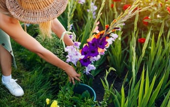 Когда белорусам сажать гладиолусы? Вот какая должна быть глубина, чтобы не заваливались — Полезно