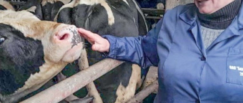 Когда бычки в Каменецком районе тяжелеют в сутки на 900 граммов…