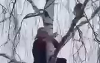 Девушка в Подмосковье пыталась спасти кошку, в итоге обе застряли на дереве