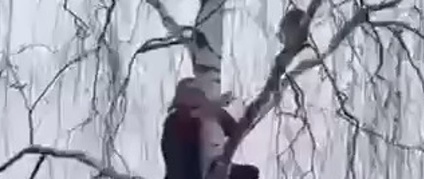 Девушка в Подмосковье пыталась спасти кошку, в итоге обе застряли на дереве
