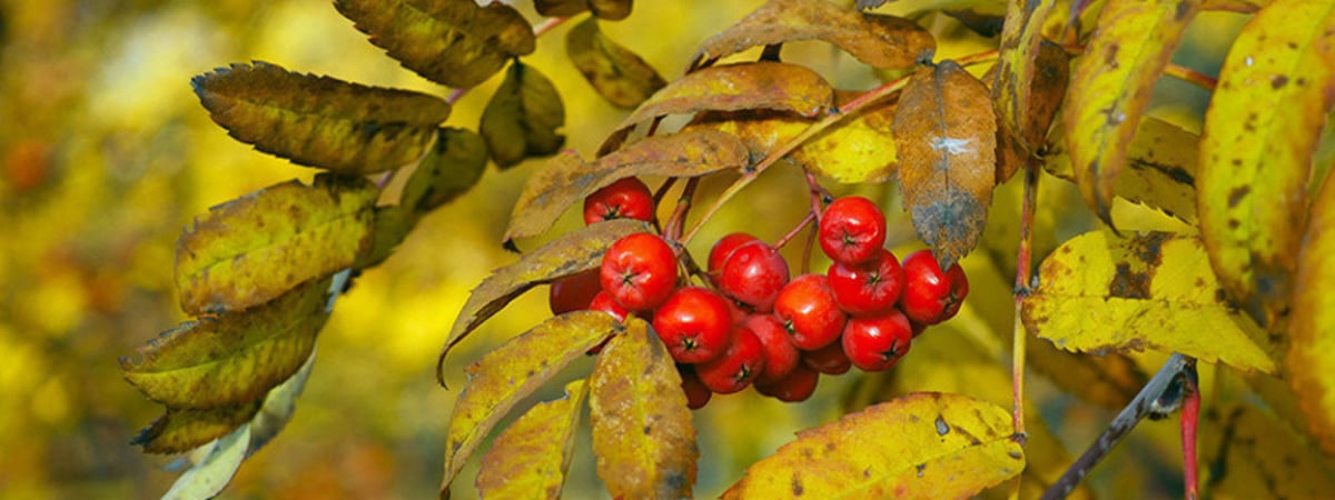 Все чаще - слабые заморозки. Какой будет погода на неделе с 14 по 20 октября