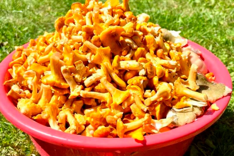 В лесах Беларуси небывалый урожай лисичек. Грибники делятся своими находками