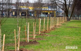 В Гомеле весной высадят 15 тысяч деревьев