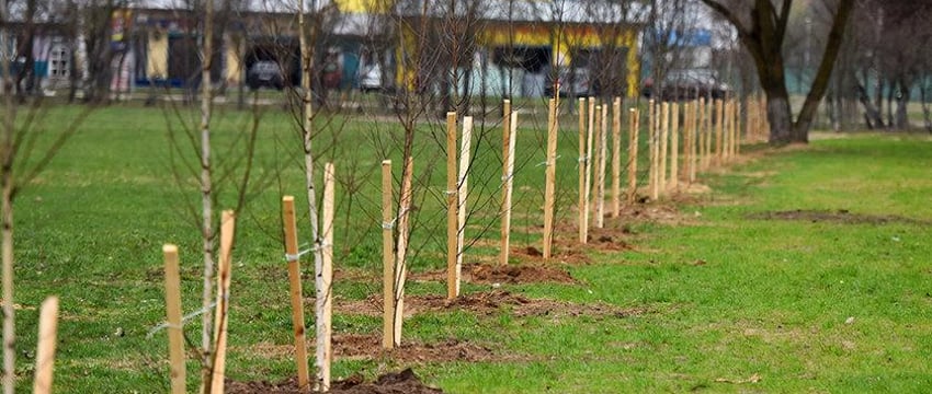 В Гомеле весной высадят 15 тысяч деревьев