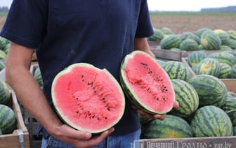 Врачи рассказали, сколько арбуза можно съесть без вреда для здоровья