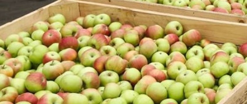 Оштрафовано фермерское хозяйство в Брестской области за нарушение цен