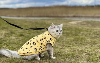 Новые требования для путешественников с животными из Беларуси и России