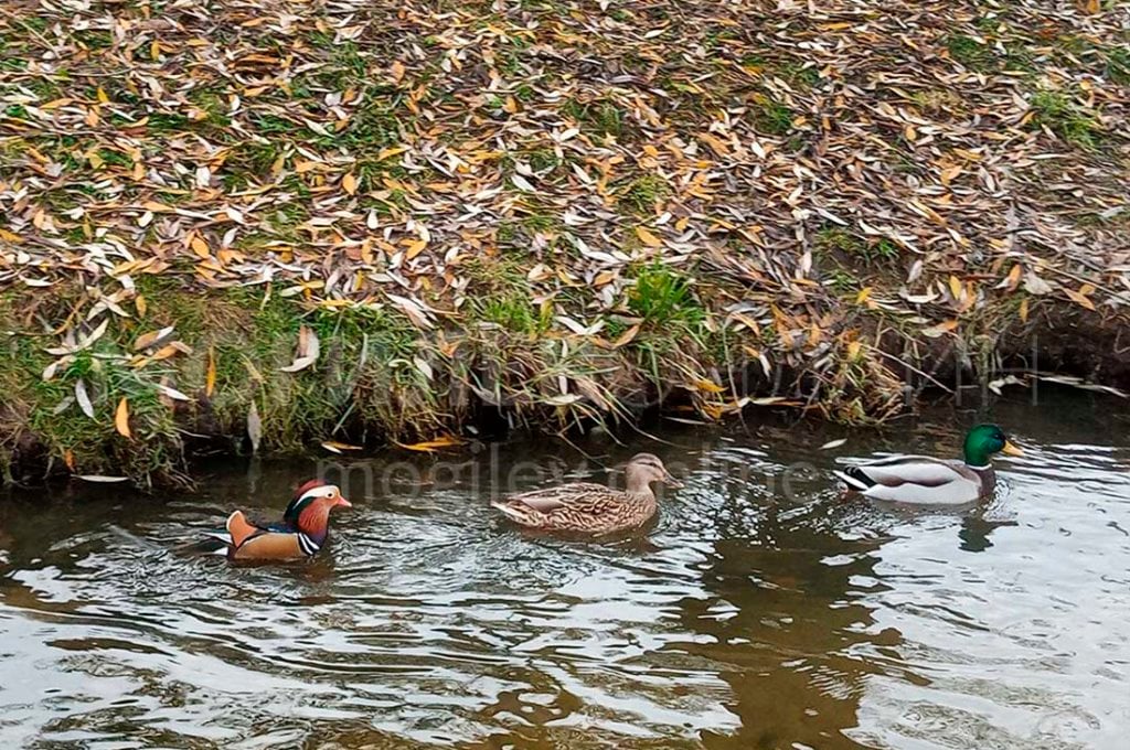 В Беларуси заметили утку, которая редко встречается у нас