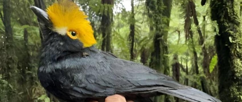 Птицу, которую не видели 20 лет, сфотографировали в лесах Африки