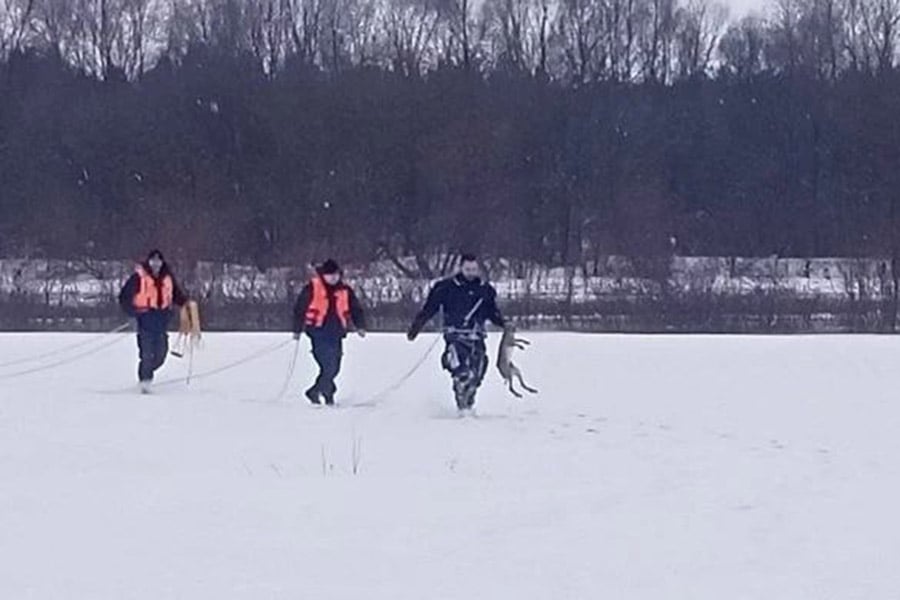 В Беларуси спасли провалившегося под лед зайца