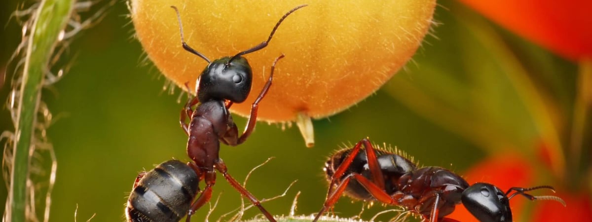 Эти 5 бюджетных народных средств избавят огород от муравьев осенью. А как самим сделать ловушки? — Полезно