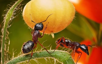 Эти 5 бюджетных народных средств избавят огород от муравьев осенью. А как самим сделать ловушки? — Полезно