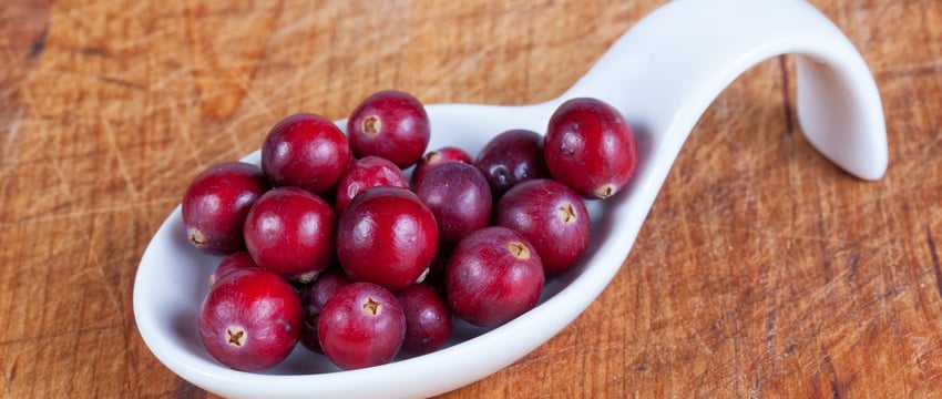 Сбор клюквы в Витебской области начнется уже в среду. Можно ли сейчас ходить в лес?