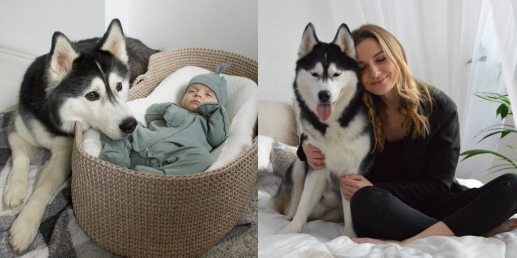 «Зарядил ружье первым попавшимся патроном». Узнали, чем закончилась история с застреленной хаски