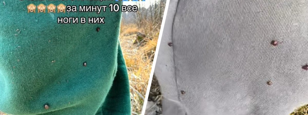 «Все ноги в них» — В Каменецком районе показали атаку клещей в марте. Или лосиной мухи? — Видео