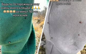 «Все ноги в них» — В Каменецком районе показали атаку клещей в марте. Или лосиной мухи? — Видео