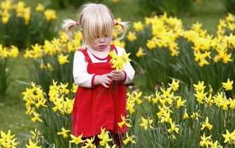 Сделайте с нарциссами это — и они будут цвести гораздо дольше. А как подкормить банановой кожурой? — Полезно