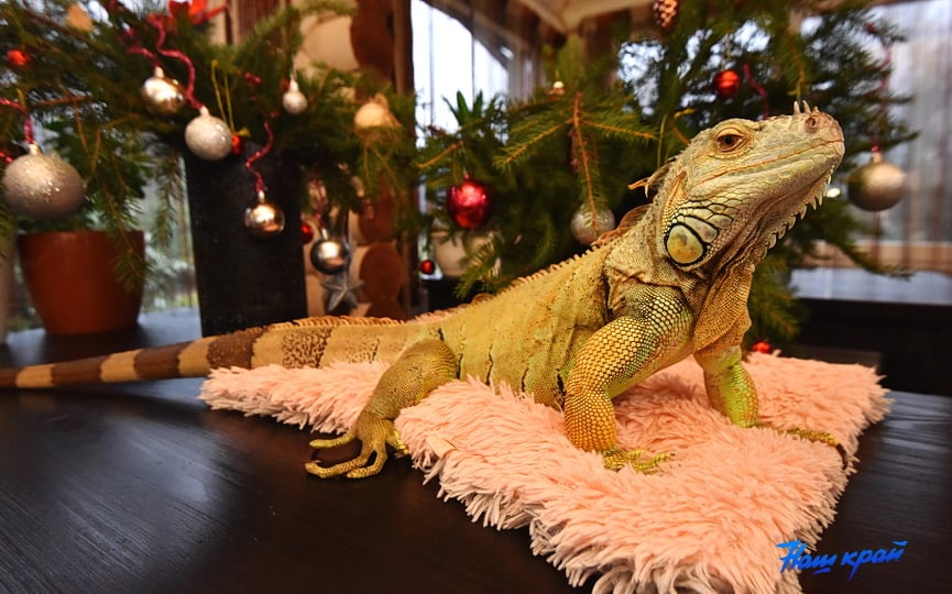 «А дома – дракон в миниатюре». Символ года живет в Барановичском районе