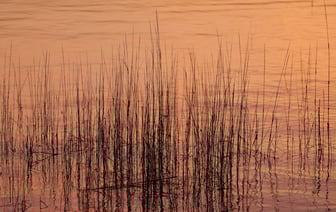 Навального договорились обменять за день до его убийства