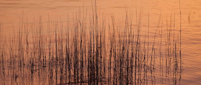 Навального договорились обменять за день до его убийства