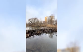 «Там, где не ступала нога коммунальщика» — Минчанин показал бобровую плотину в городе — Видео