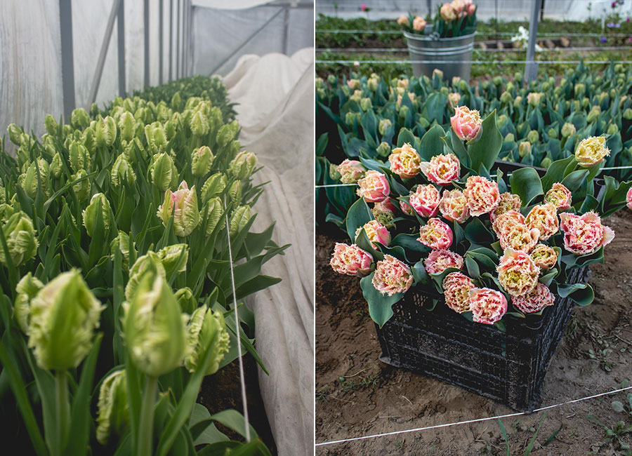 Уже на обложке Vogue: как белоруска содержит собственную цветочную ферму