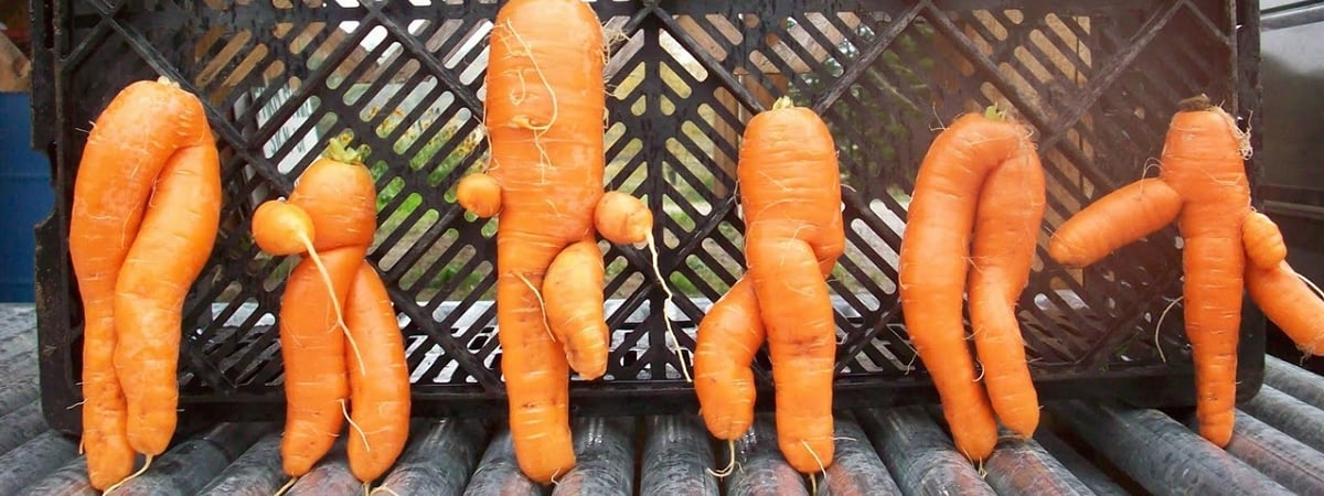 Как сделать мягкую морковь снова хрустящей? Поможет другой овощ — Полезно