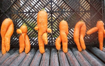 Как сделать мягкую морковь снова хрустящей? Поможет другой овощ — Полезно