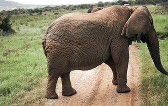 PayPal расширит функционал стейблкоина PYUSD для бизнеса