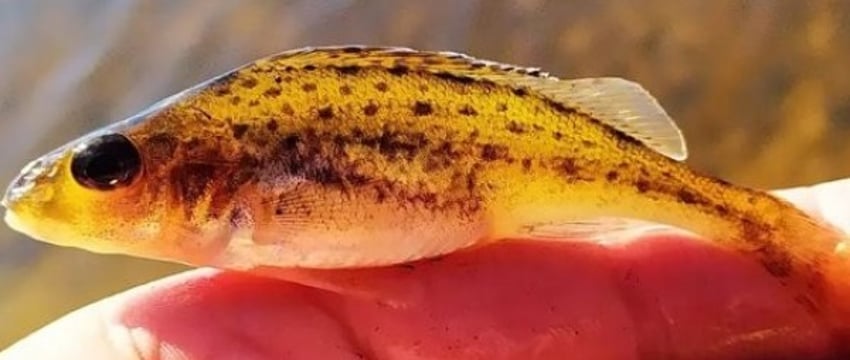 Запрет на лов всех видов рыб на зимовальных ямах введен в Беларуси