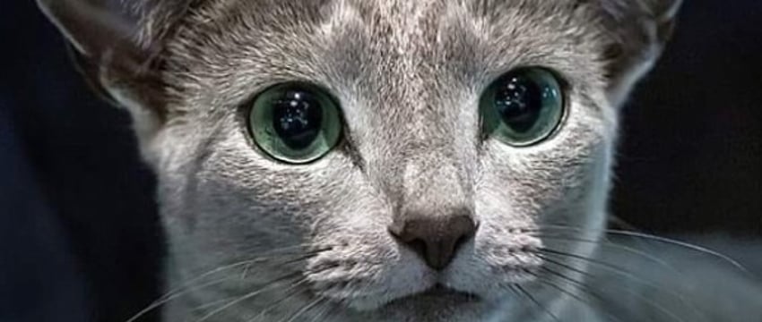 Назван самый красивый кот мира — показываем, как он выглядит