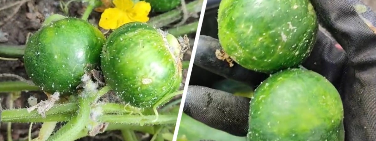 «Белорусский арбурец» — Пользовательница TikTok показала странный урожай с грядки. Что за плоды? — Видео