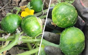 «Белорусский арбурец» — Пользовательница TikTok показала странный урожай с грядки. Что за плоды? — Видео