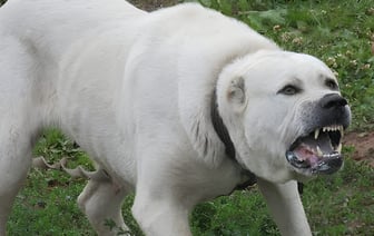 В Лиозненском районе на женщину напал алабай, собаку застрелили