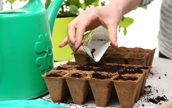 Что белорусам посеять на рассаду в январе 2024 года? Список овощей и цветов — Полезно